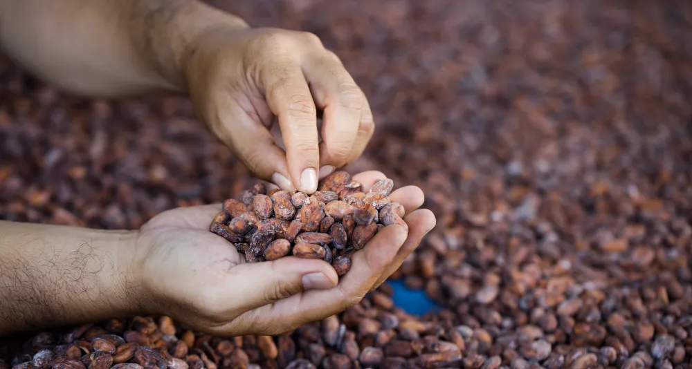 Eukarya | Chocolate de alta calidad