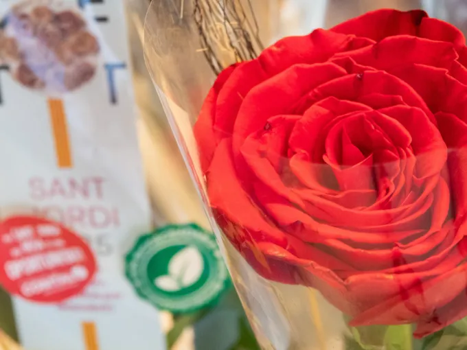 una rosa en primer plano