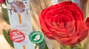 una rosa en primer plano