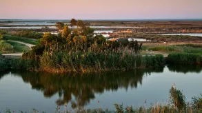 Texto alternativo aquí