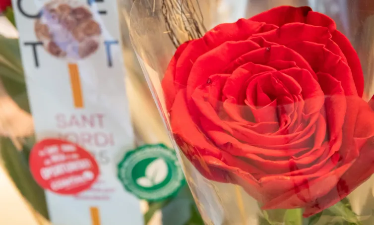 una rosa en primer plano