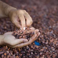 Eukarya | Chocolate de alta calidad