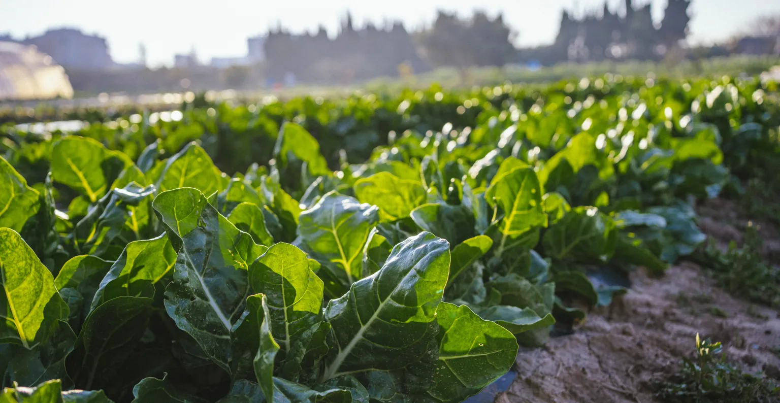 parc agrari del baix llobregat