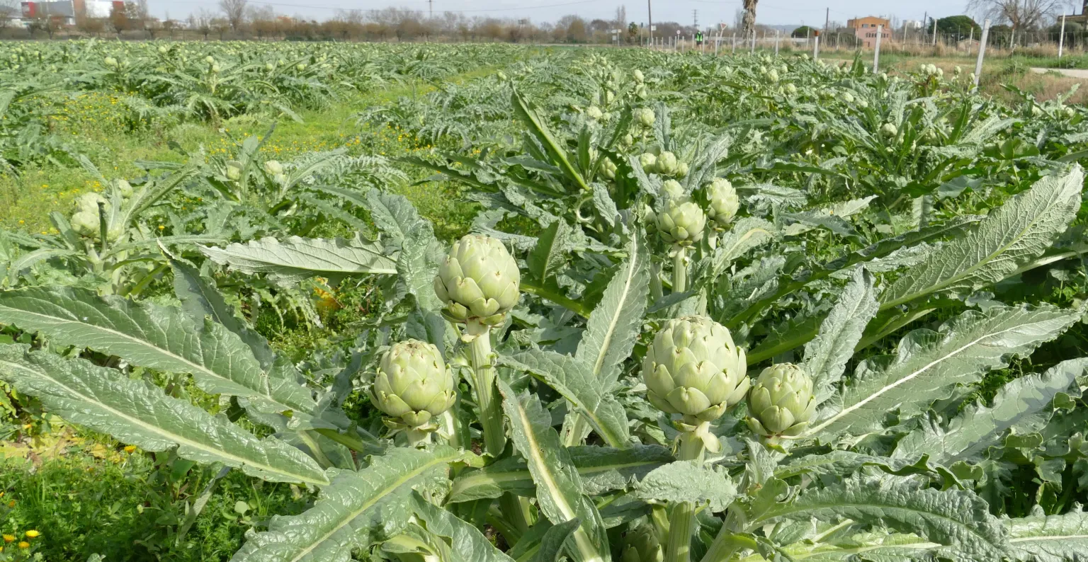 parc agrari del baix llobregat