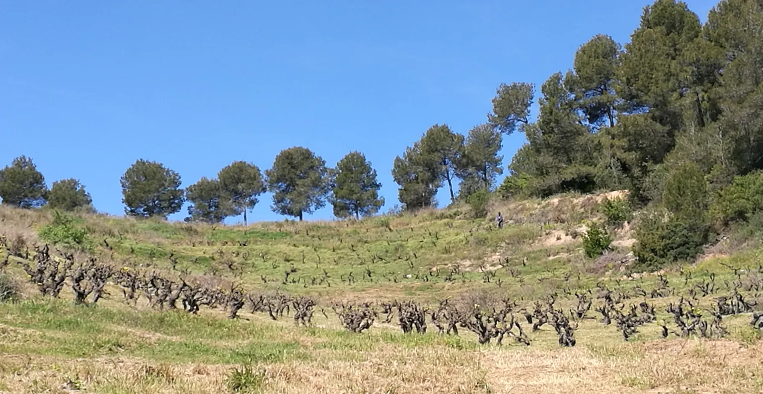 Alta Alella
