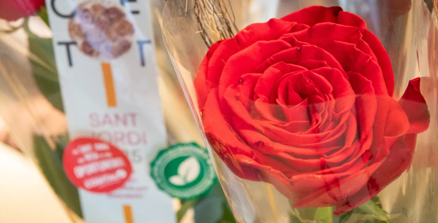 una rosa en primer plano